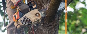 Lawn Pest Prevention in Belmont, VA