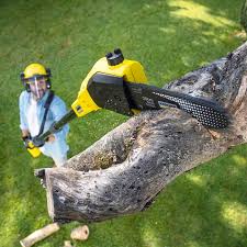 Best Tree Removal  in Belmont, VA