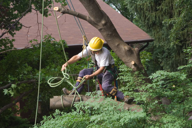 Lawn Watering Services in Belmont, VA