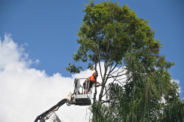 How Our Tree Care Process Works  in  Belmont, VA