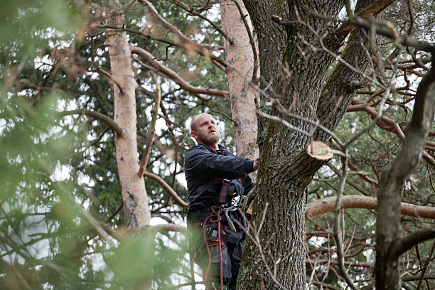  Belmont, VA Tree Care Pros